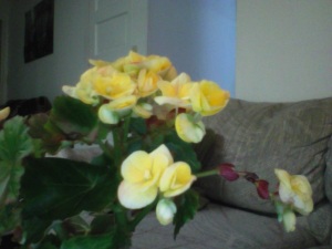 Today, my begonia has 24 blooms. 